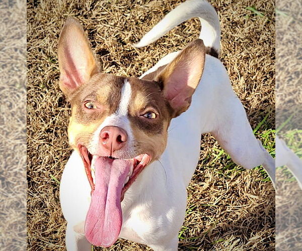 Medium Photo #2 Rat Terrier Puppy For Sale in Atlanta, GA, USA