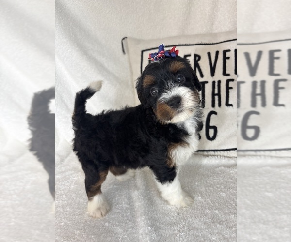 Medium Photo #1 Bernedoodle Puppy For Sale in GREENFIELD, IN, USA