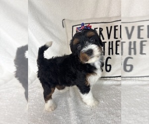 Bernedoodle Puppy for Sale in GREENFIELD, Indiana USA