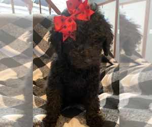 Labradoodle-Poodle (Standard) Mix Puppy for sale in PIERCE CITY, MO, USA