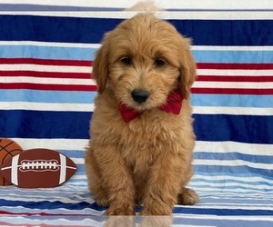 Goldendoodle Puppy for sale in LANCASTER, PA, USA