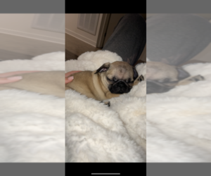 Pug Puppy for sale in EAST LANSING, MI, USA