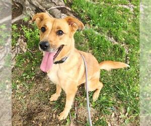 Australian Shepherd-Unknown Mix Dogs for adoption in Minneapolis, MN, USA