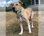 Small #6 Great Pyrenees Mix