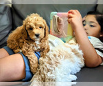 Puppy 2 Cavapoo-Poodle (Toy) Mix