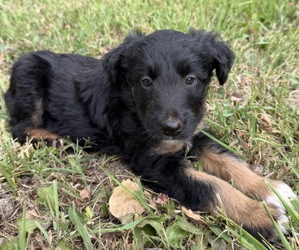 Medium Photo #4 Border Airedale Puppy For Sale in POWELL, WY, USA