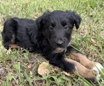 Small #3 Border Airedale