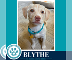 Small #3 Labrador Retriever Mix