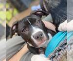 Small #4 American Pit Bull Terrier Mix