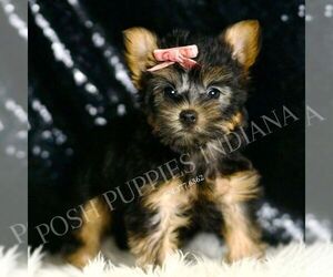 Medium Yorkshire Terrier