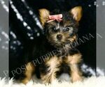 Puppy Minnie AKC Yorkshire Terrier