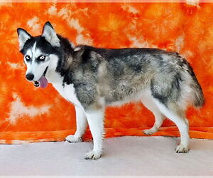 - Mix Dogs for adoption in Pasadena, CA, USA