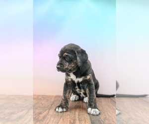 Labrador Retriever-Rhodesian Ridgeback Mix Puppy for sale in ROLLA, MO, USA