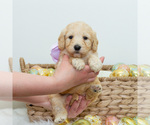 Small Photo #4 Goldendoodle Puppy For Sale in LITTLE ROCK, AR, USA