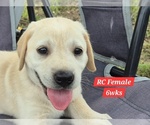Puppy Yellow RC Labrador Retriever