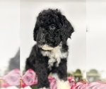 Small Photo #3 Miniature Bernedoodle Puppy For Sale in HERNANDO, FL, USA