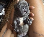 Small #6 French Bulldog