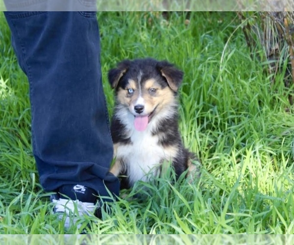 Medium Photo #27 Australian Shepherd Puppy For Sale in ACTON, CA, USA