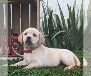 Labrador Retriever Puppy for sale in JONESTOWN, PA, USA