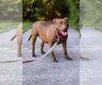 Small #4 American Pit Bull Terrier