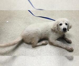 Great Pyrenees Dogs for adoption in Riverside, CA, USA