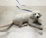 Small Great Pyrenees