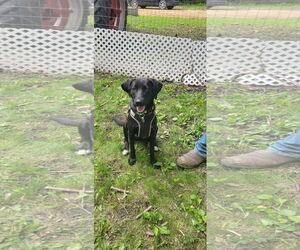Lab-Pointer Dogs for adoption in Crystal, MN, USA