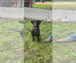 Small Lab-Pointer