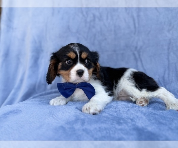 Medium Photo #7 Cavalier King Charles Spaniel Puppy For Sale in LAKELAND, FL, USA