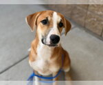 HOLLY - Female Labrador Retriever-Unknown Mix Dog for Adoption - Small photo