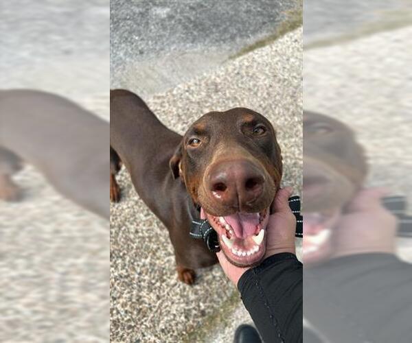 Medium Photo #1 Doberman Pinscher Puppy For Sale in Houston, TX, USA