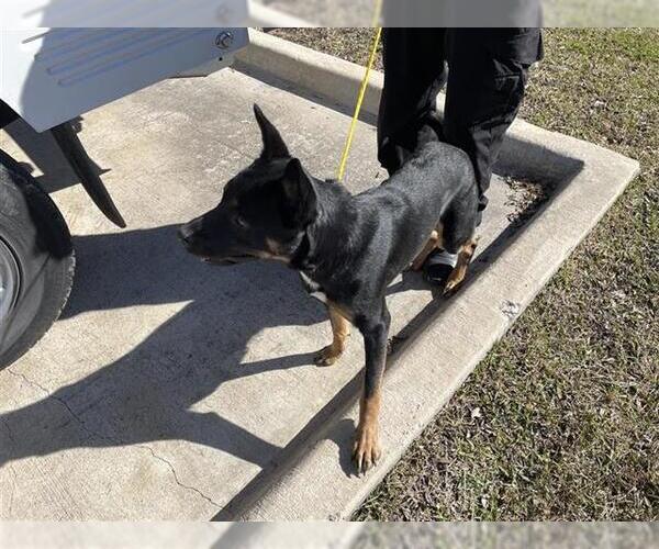 Medium Photo #1 German Shepherd Dog Puppy For Sale in Houston, TX, USA