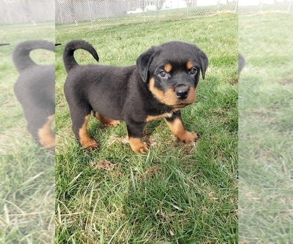 Medium Photo #2 Rottweiler Puppy For Sale in STEUBENVILLE, OH, USA