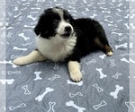 Small #3 Australian Shepherd