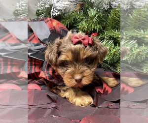 Medium Shorkie Tzu-Yorkshire Terrier Mix