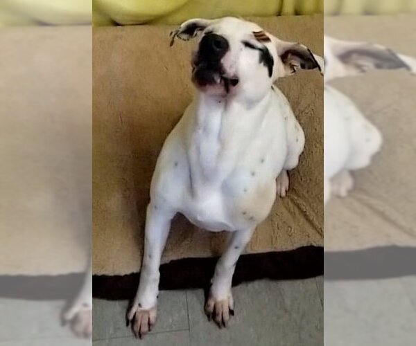 Medium Photo #3 American Bulldog-Pointer Mix Puppy For Sale in Anniston, AL, USA