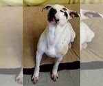 Small #2 American Bulldog-Pointer Mix