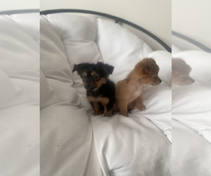 Yoranian Puppy for sale in GOLDSBORO, NC, USA
