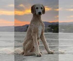 Father of the Poodle (Standard) puppies born on 02/24/2025