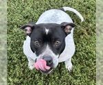 Small #4 American Pit Bull Terrier Mix