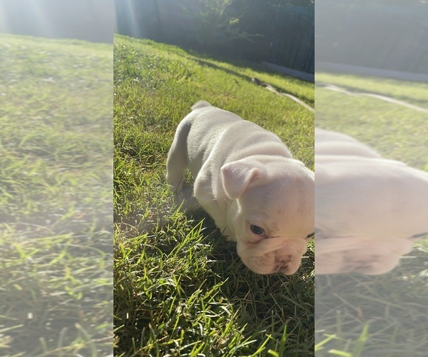 Medium Photo #28 French Bulldog Puppy For Sale in ARLETA, CA, USA