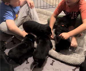 Rottweiler Puppy for Sale in HOPKINSVILLE, Kentucky USA
