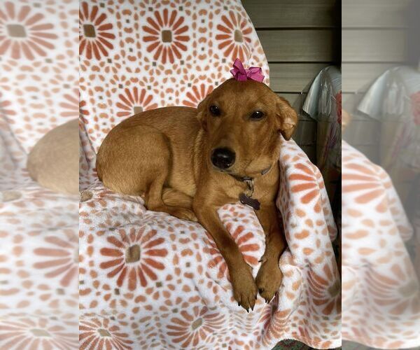 Medium Photo #4 Mutt Puppy For Sale in New York, NY, USA