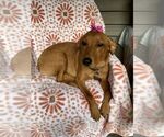 Small #3 Mutt