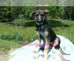 Small #1 German Shepherd Dog