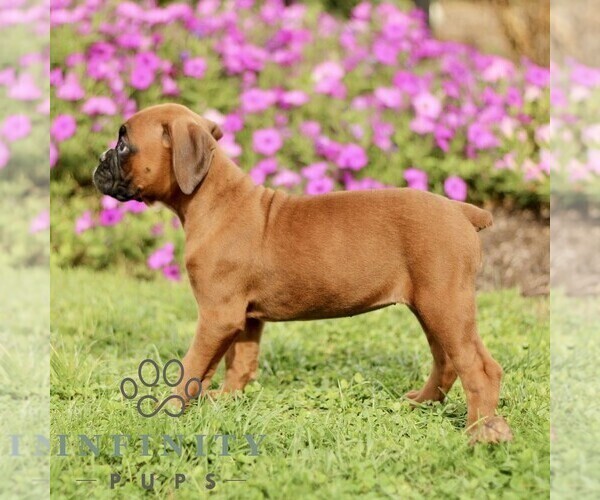 Medium Photo #4 Boxer Puppy For Sale in GORDONVILLE, PA, USA