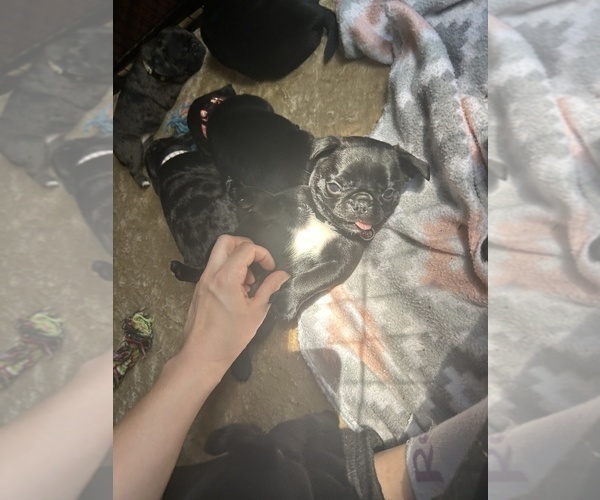 Medium Photo #6 Frenchie Pug Puppy For Sale in BLOOMINGTON, IL, USA