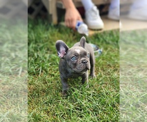 French Bulldog Puppy for sale in NICHOLASVILLE, KY, USA