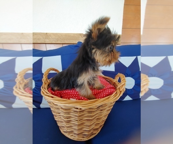Medium Photo #3 Yorkshire Terrier Puppy For Sale in CANON CITY, CO, USA