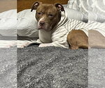Small Photo #13 Staffordshire Bull Terrier-Unknown Mix Puppy For Sale in Princeton, MN, USA